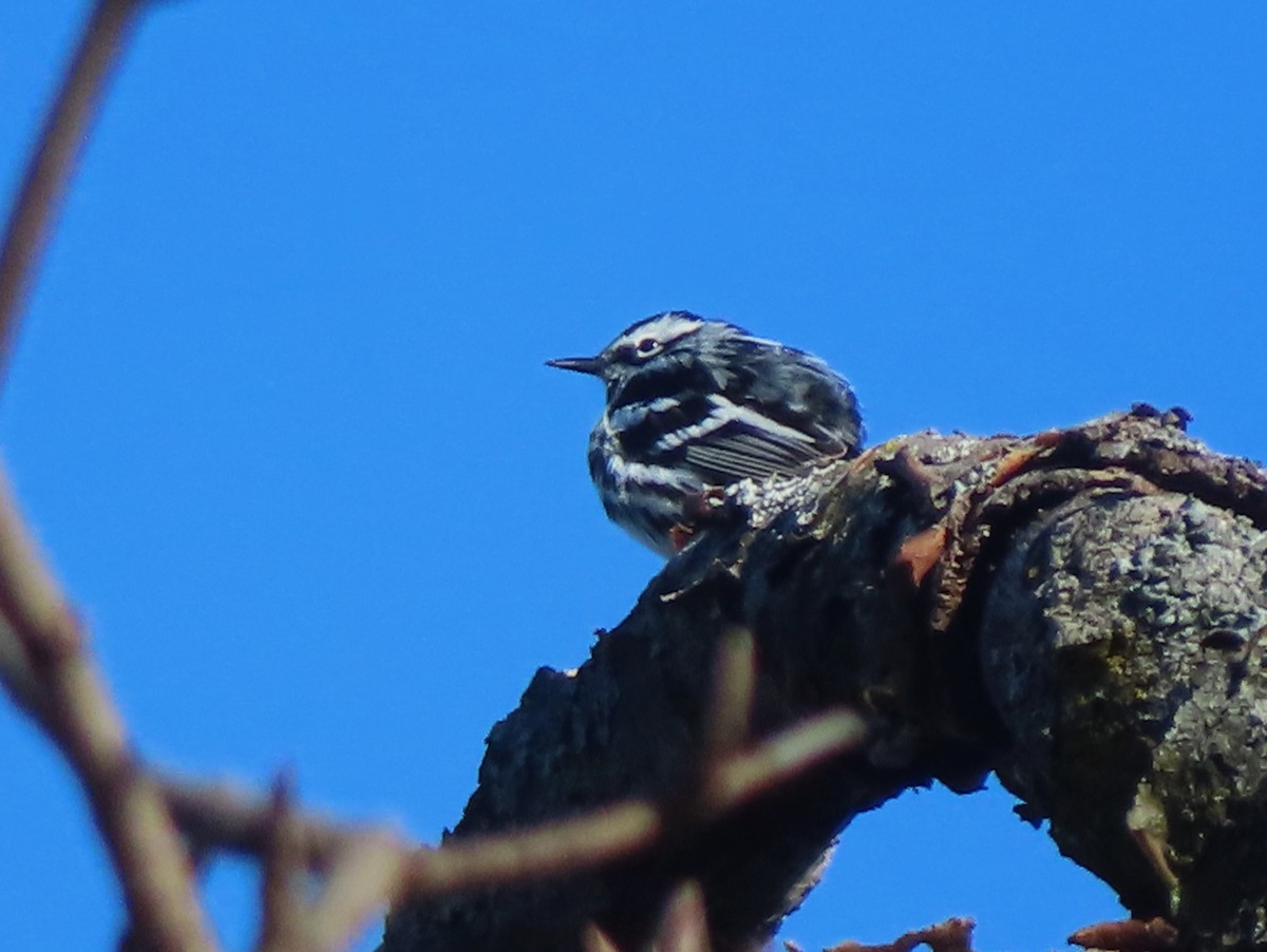 Black-and-white Warbler - ML618628718