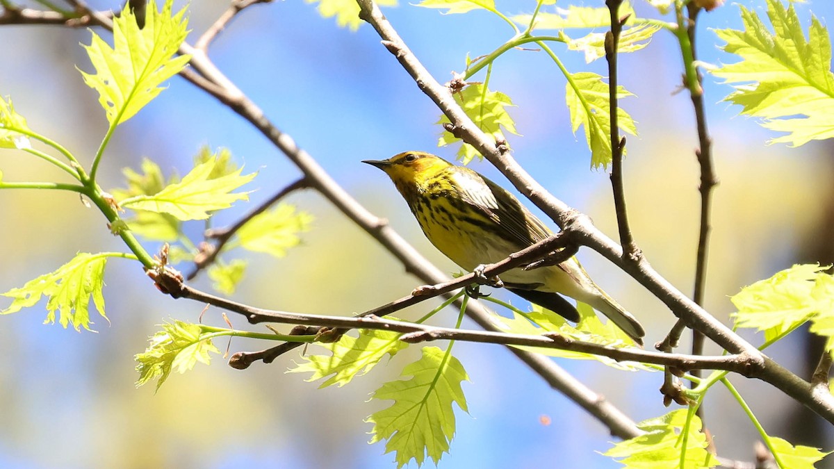 Cape May Warbler - ML618628734