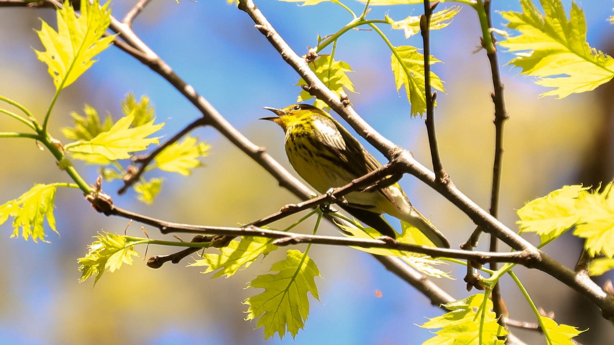 Cape May Warbler - ML618628735