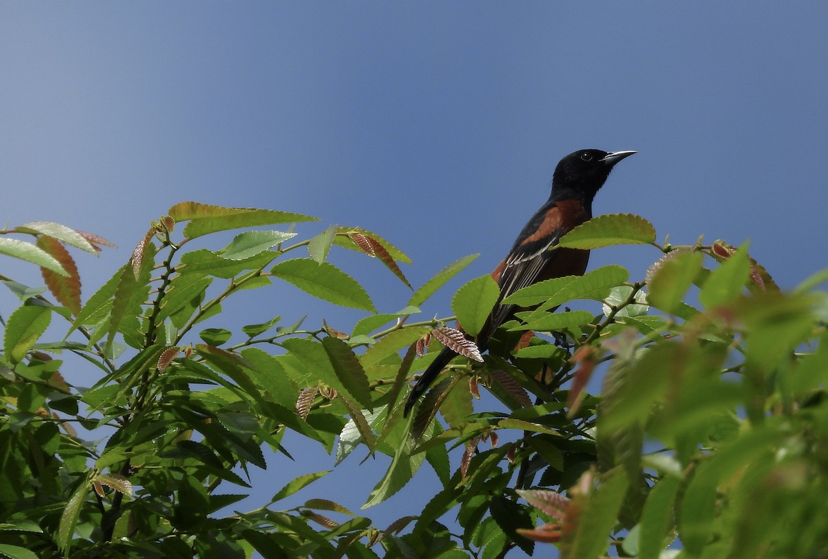 Orchard Oriole - ML618628736