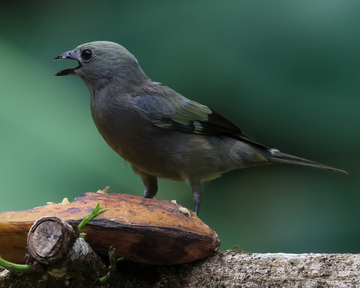 Palm Tanager - ML618628782