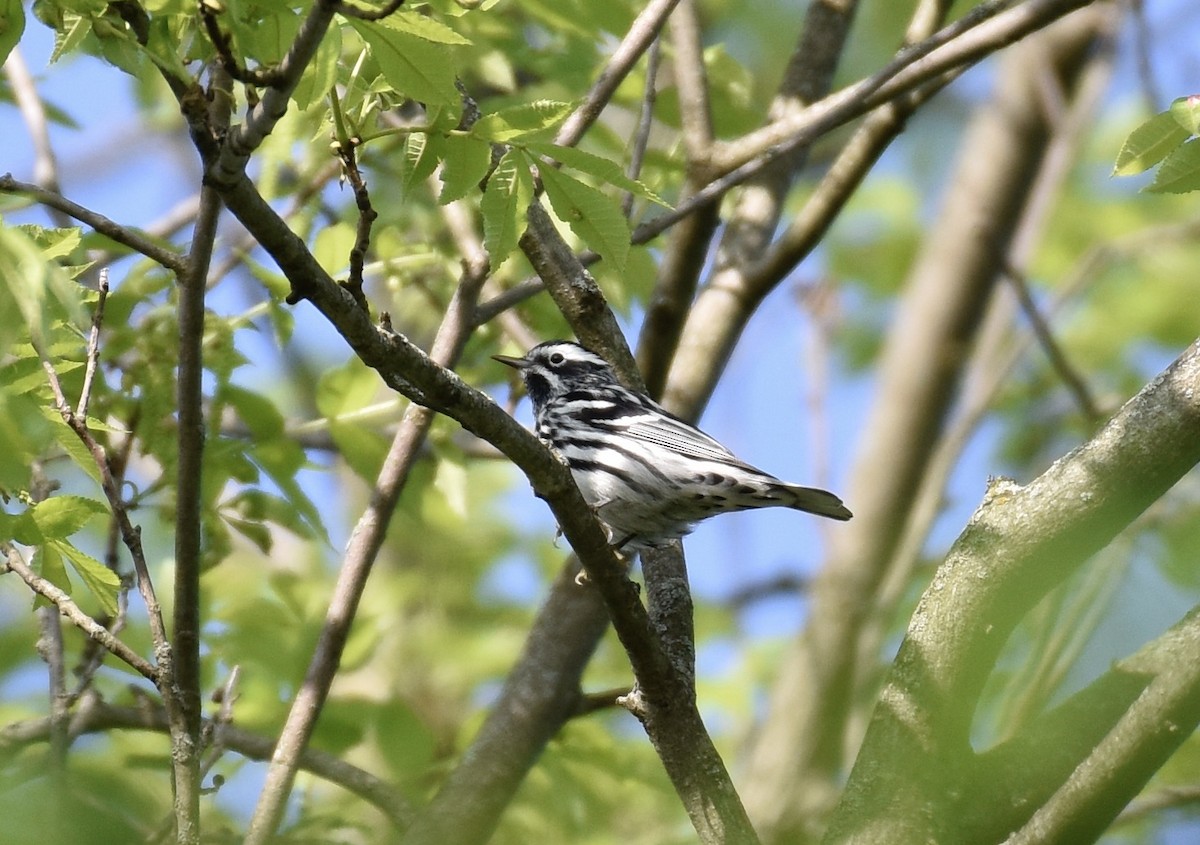 Black-and-white Warbler - ML618628792