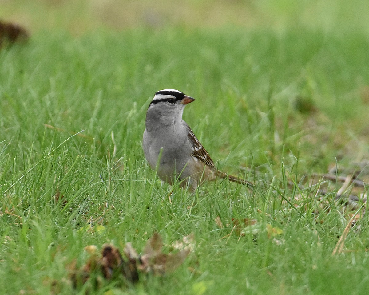 White-crowned Sparrow - ML618628796