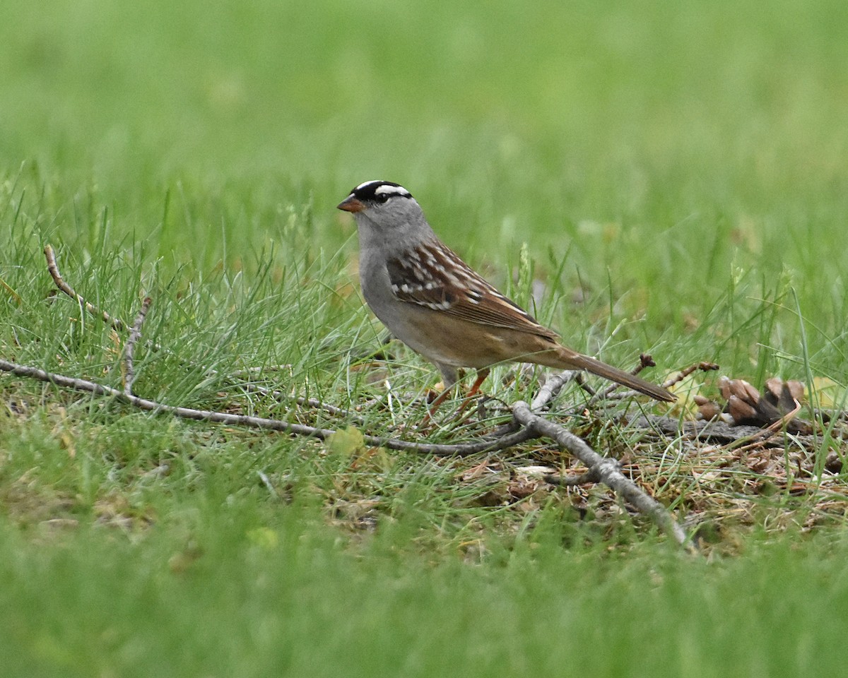 White-crowned Sparrow - ML618628798
