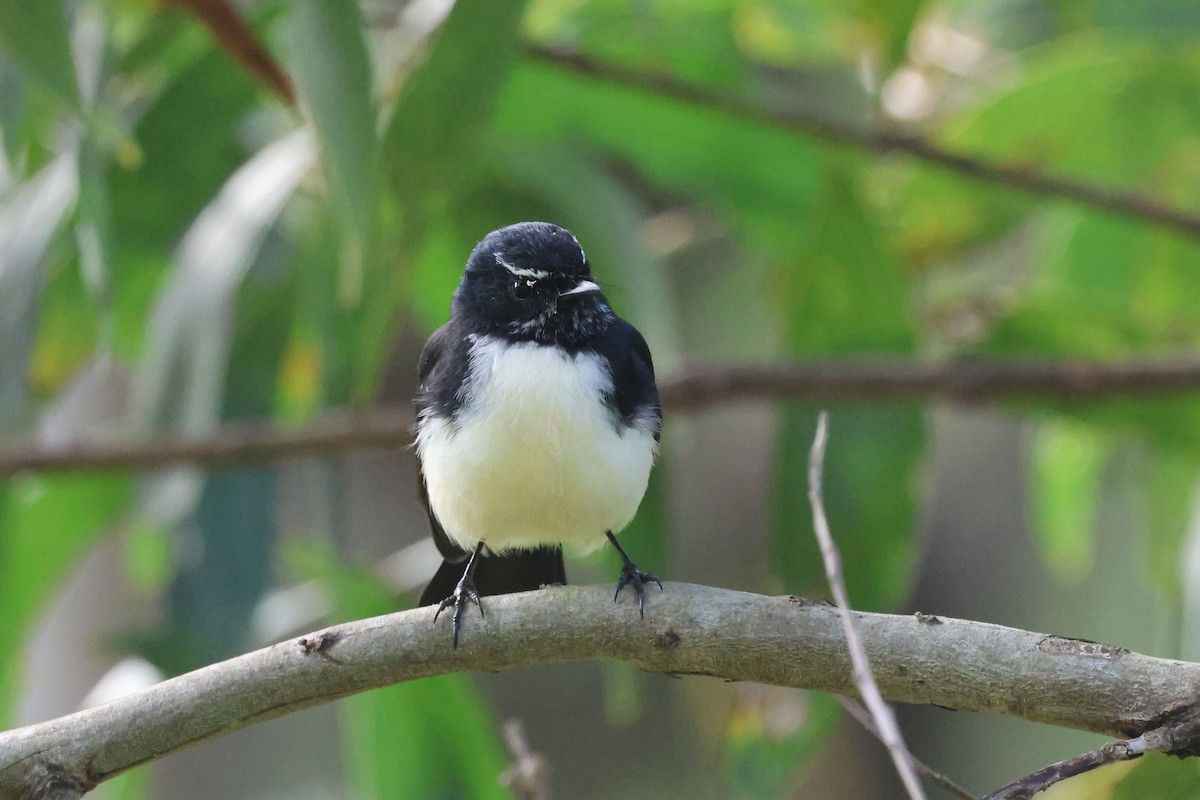 Willie-wagtail - ML618628810
