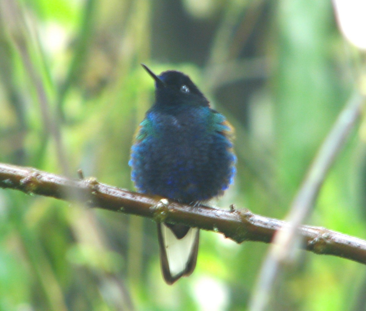 kolibřík hyacintový - ML618628823