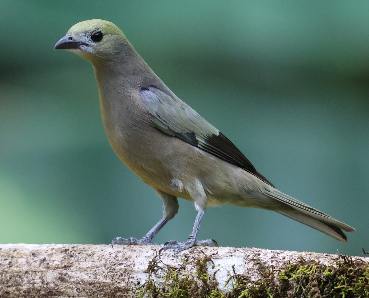 Palm Tanager - ML618628825