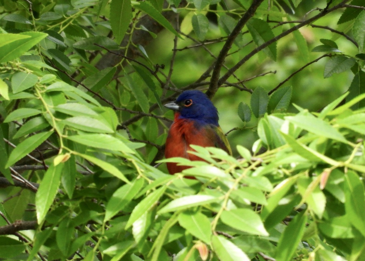 Painted Bunting - ML618628905