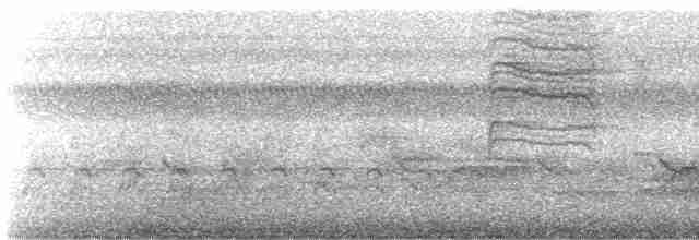 nordmyggsmett (caerulea) - ML618628909