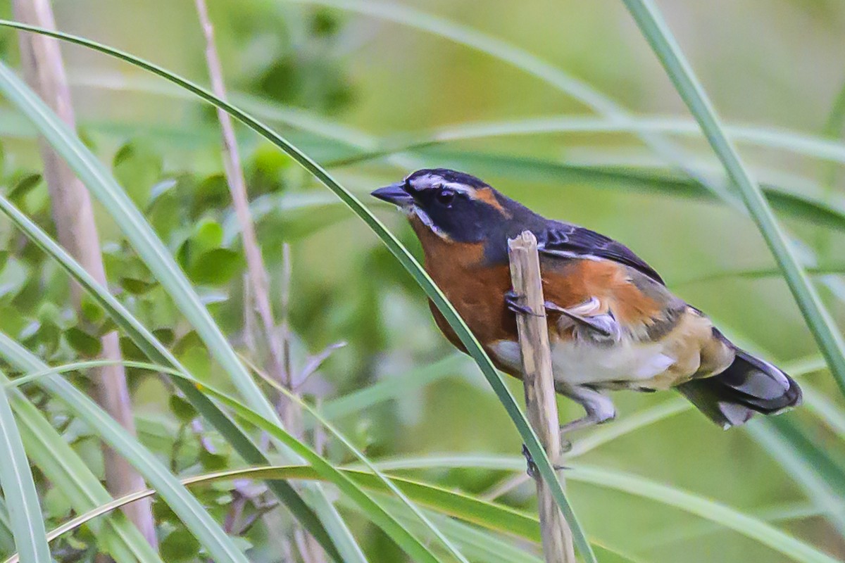 Black-and-rufous Warbling Finch - ML618628923