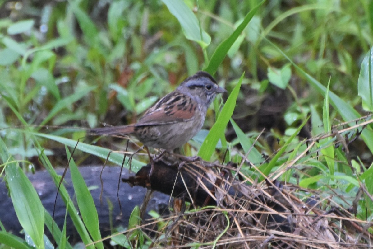 Swamp Sparrow - ML618628929