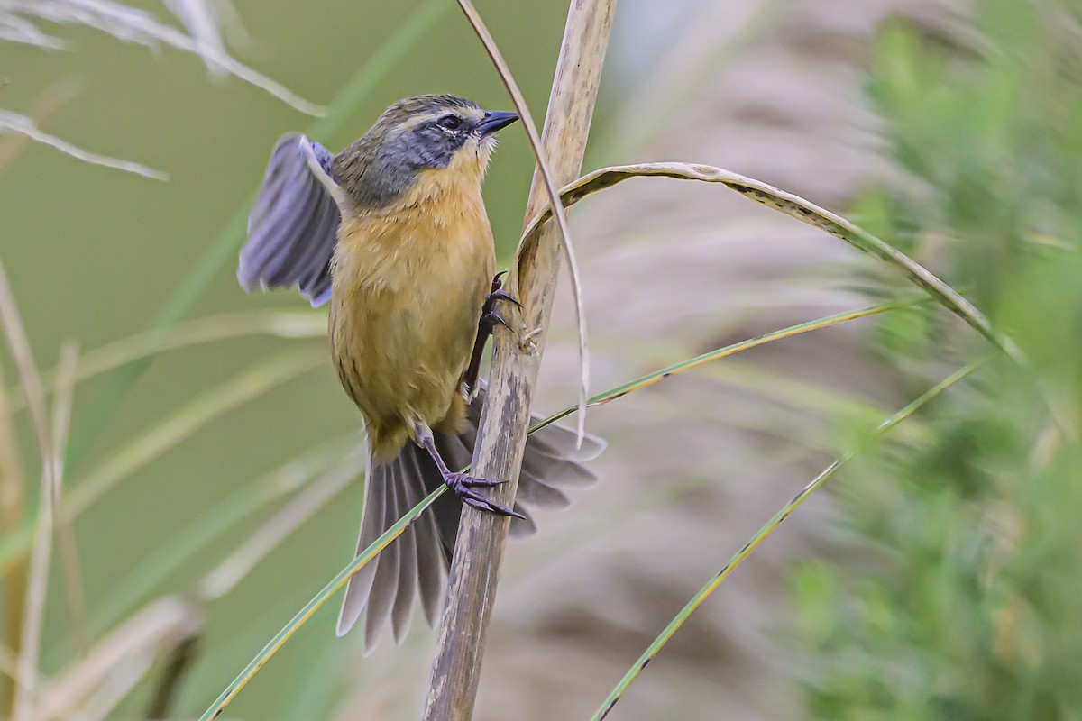 Long-tailed Reed Finch - ML618628935