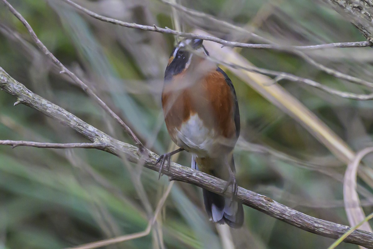 Black-and-rufous Warbling Finch - ML618628945