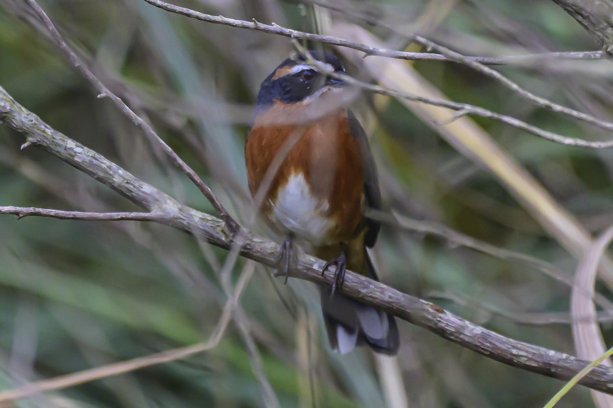 Black-and-rufous Warbling Finch - ML618628946