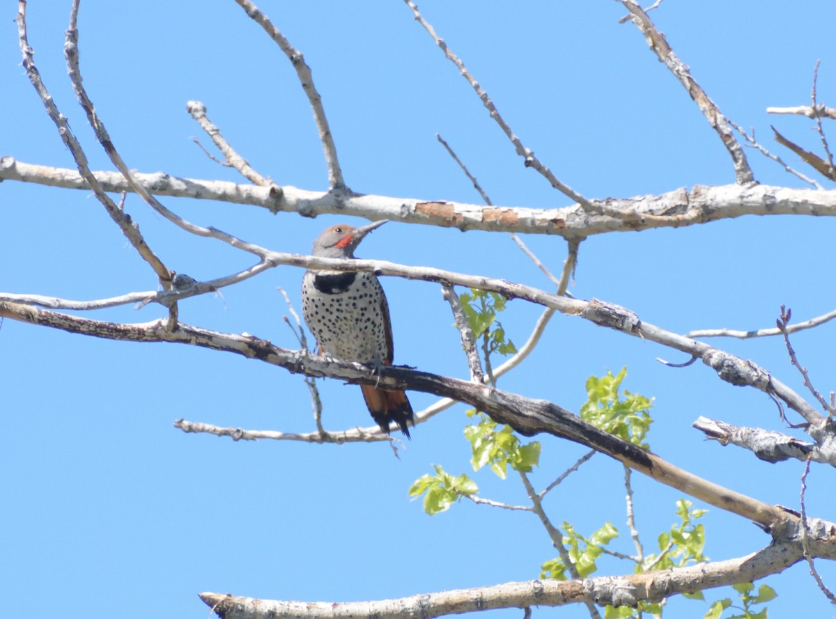 Northern Flicker (Red-shafted) - ML618628947