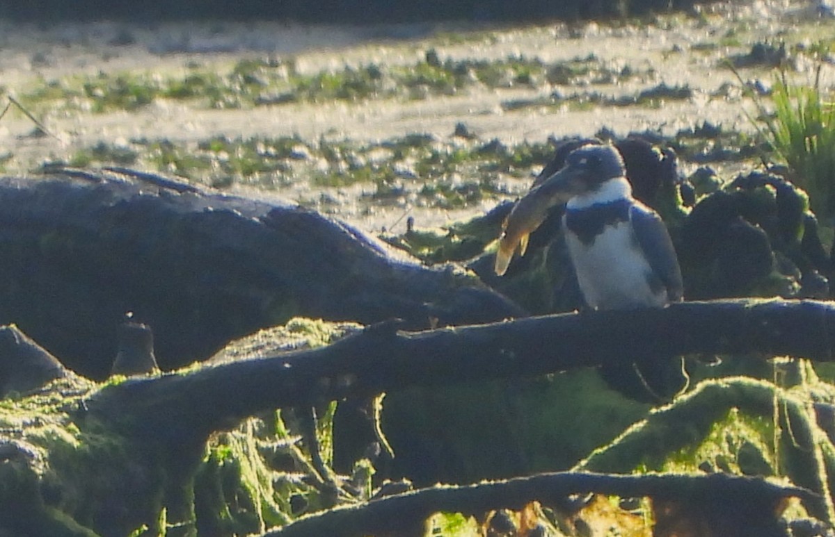 Belted Kingfisher - ML618628969