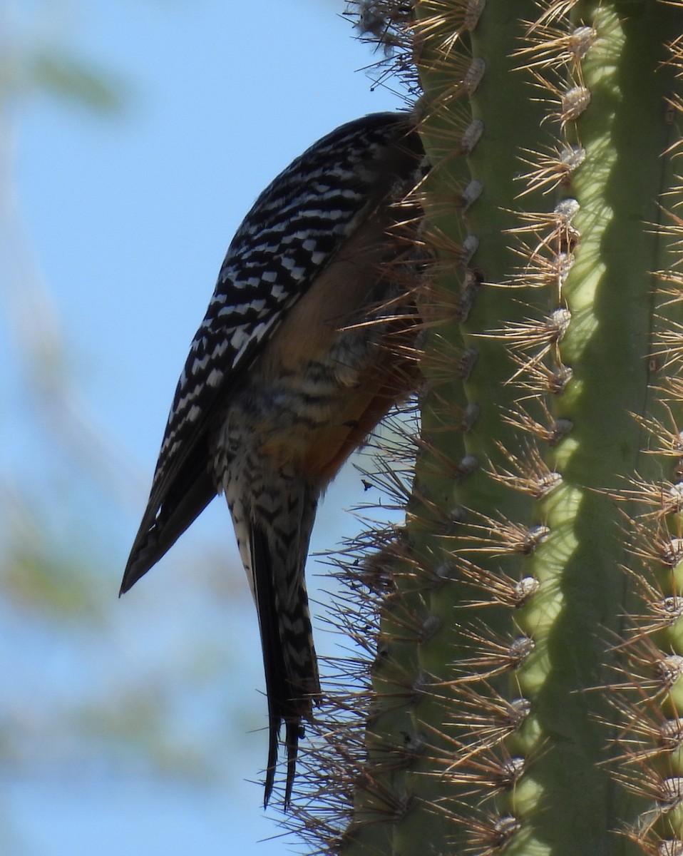Gila Woodpecker - ML618628971