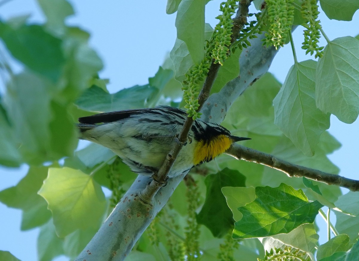 Yellow-throated Warbler - Rene Laubach