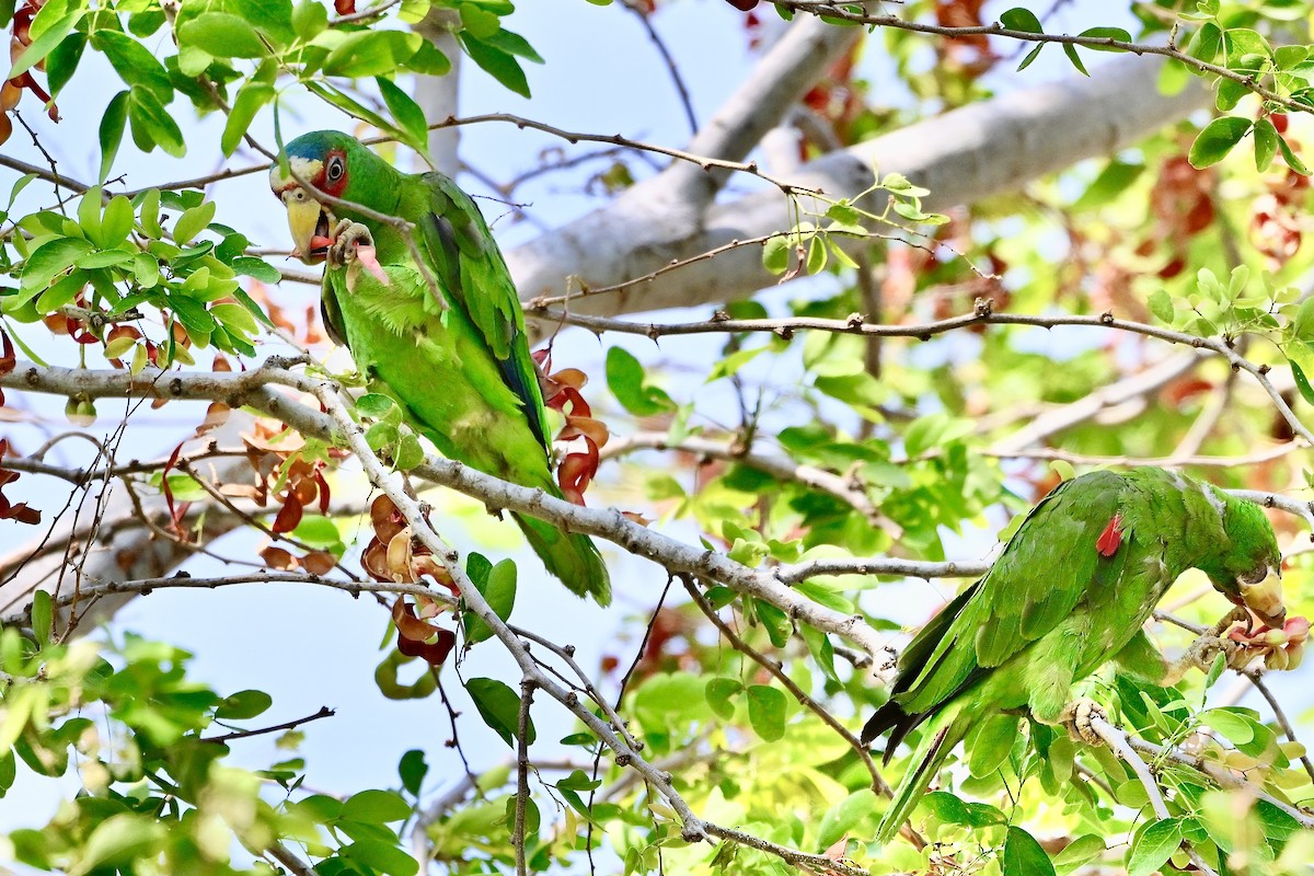 White-fronted Parrot - ML618628984