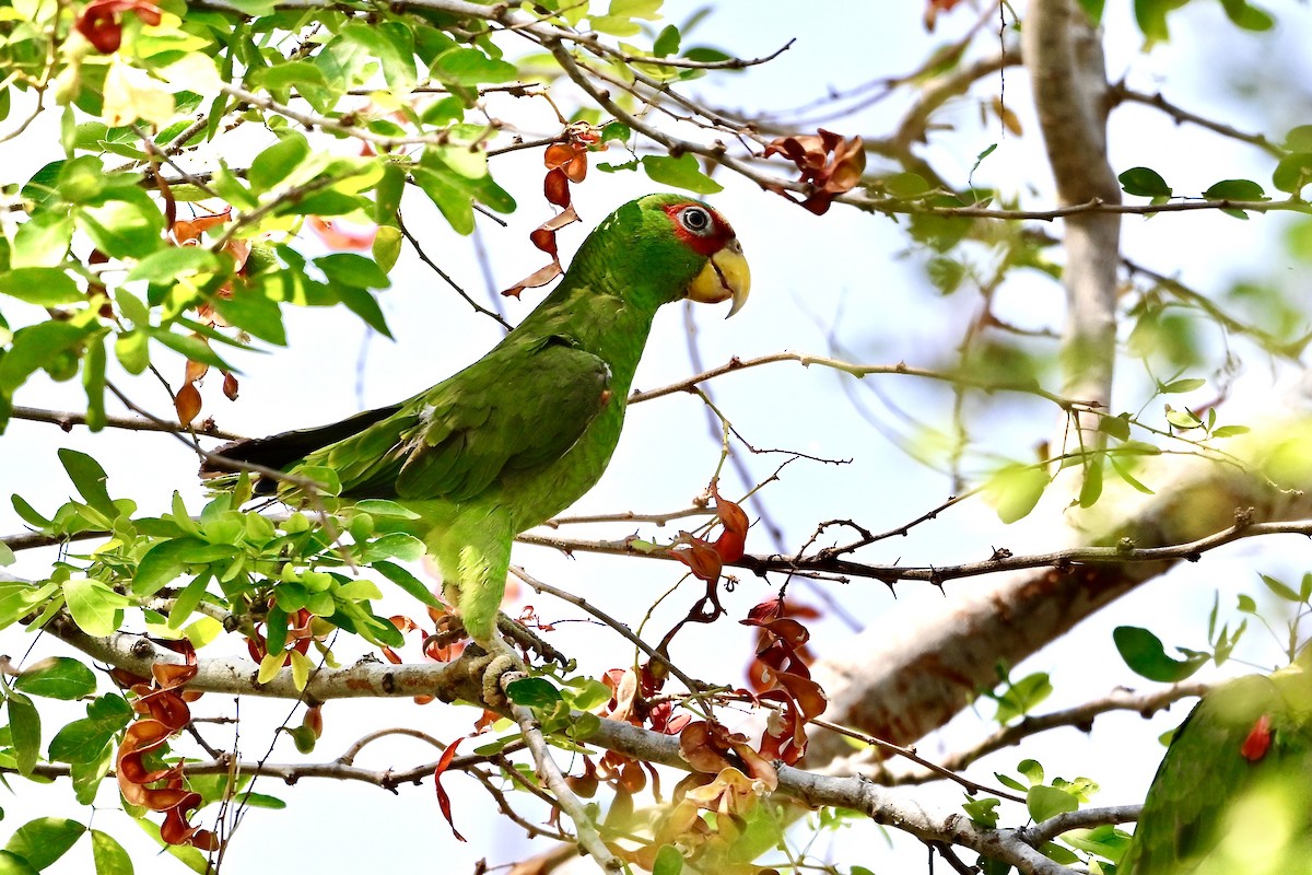 White-fronted Parrot - Gerald Friesen