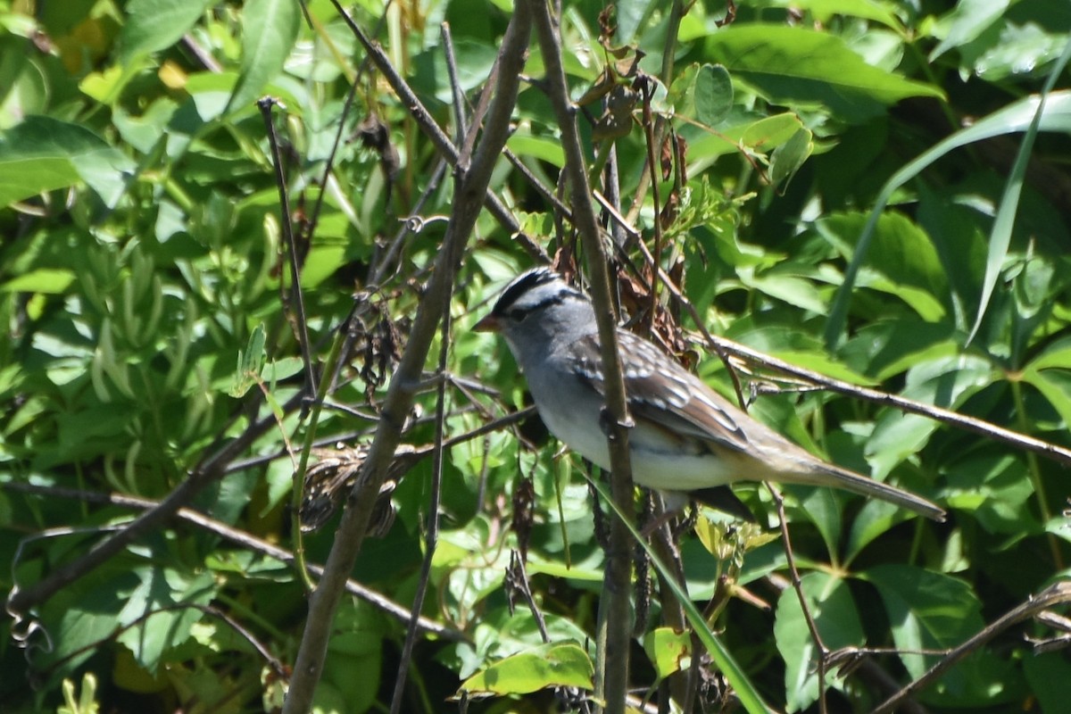 White-crowned Sparrow - ML618628993