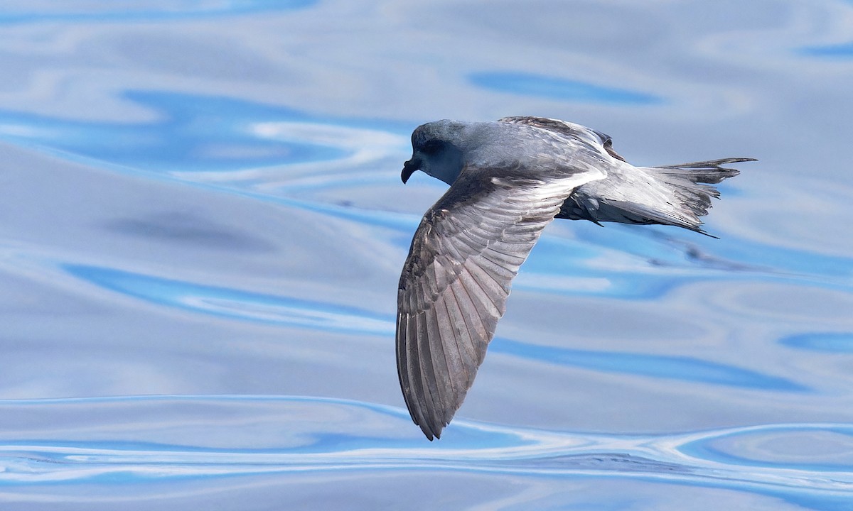 Fork-tailed Storm-Petrel - ML618629003