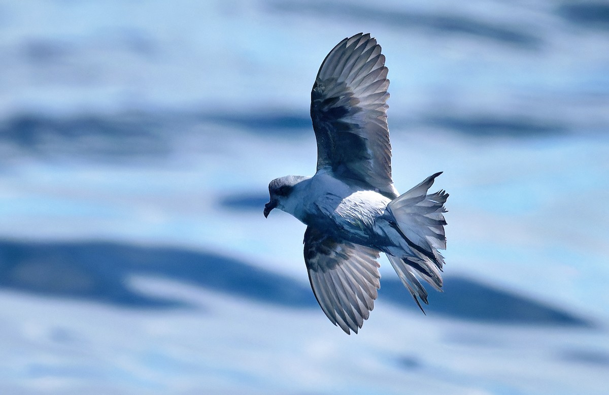 Fork-tailed Storm-Petrel - ML618629005