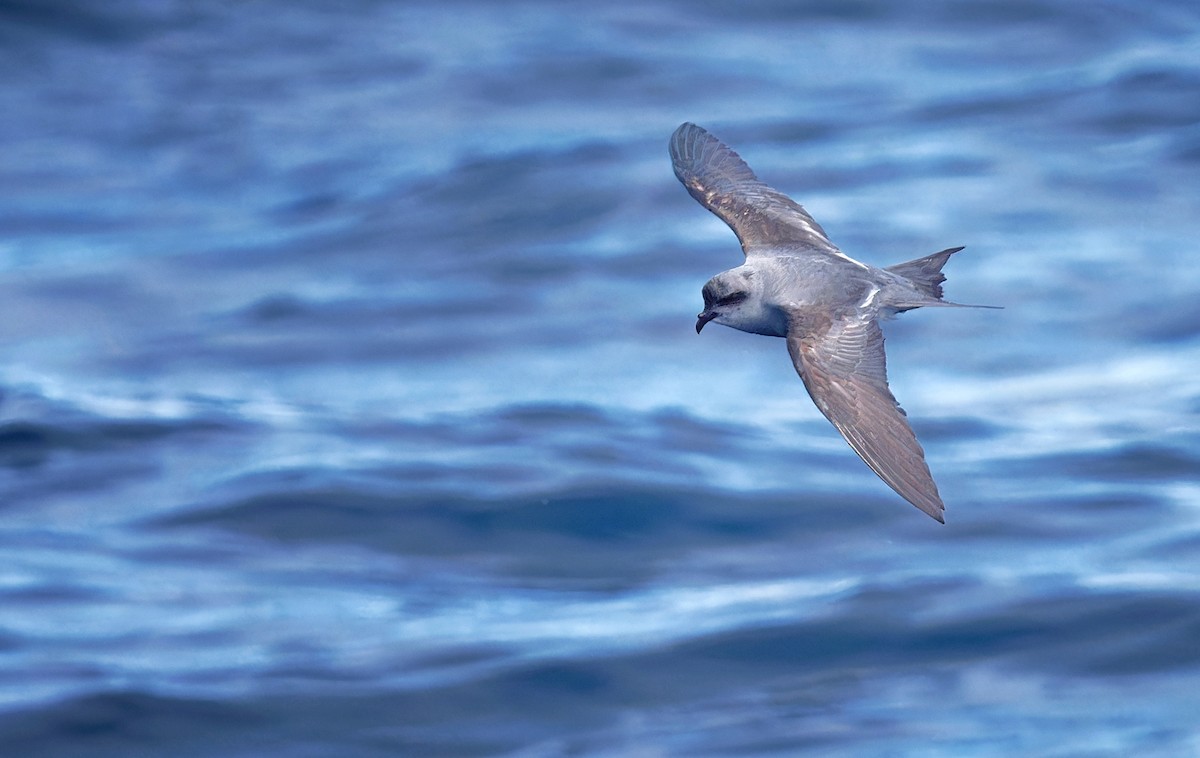 Fork-tailed Storm-Petrel - ML618629006