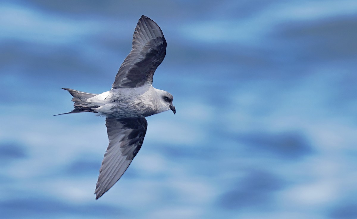 Fork-tailed Storm-Petrel - ML618629007