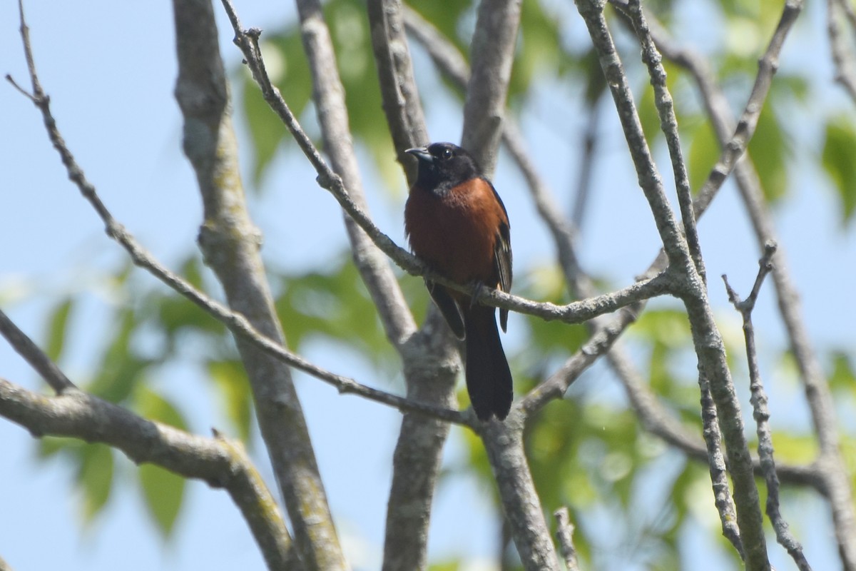 Orchard Oriole - ML618629013