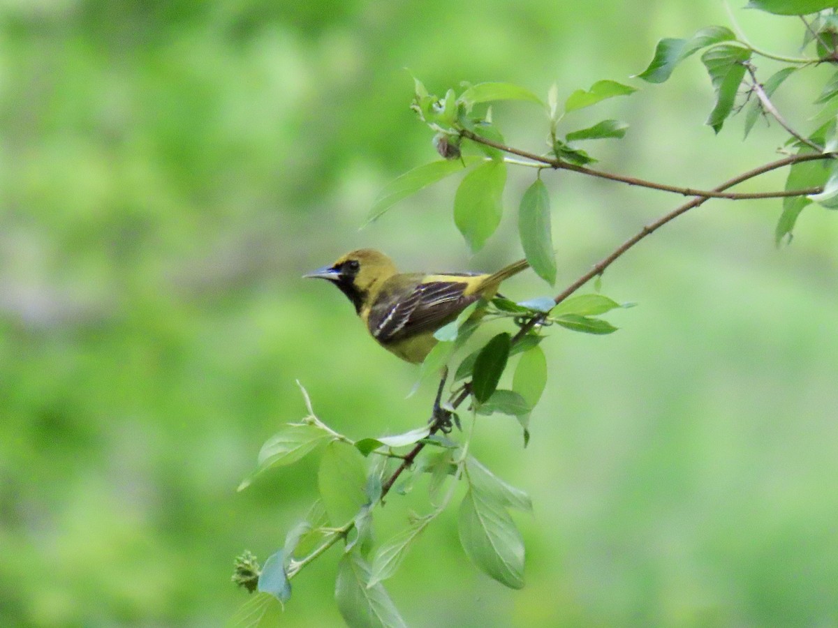 Orchard Oriole - ML618629023