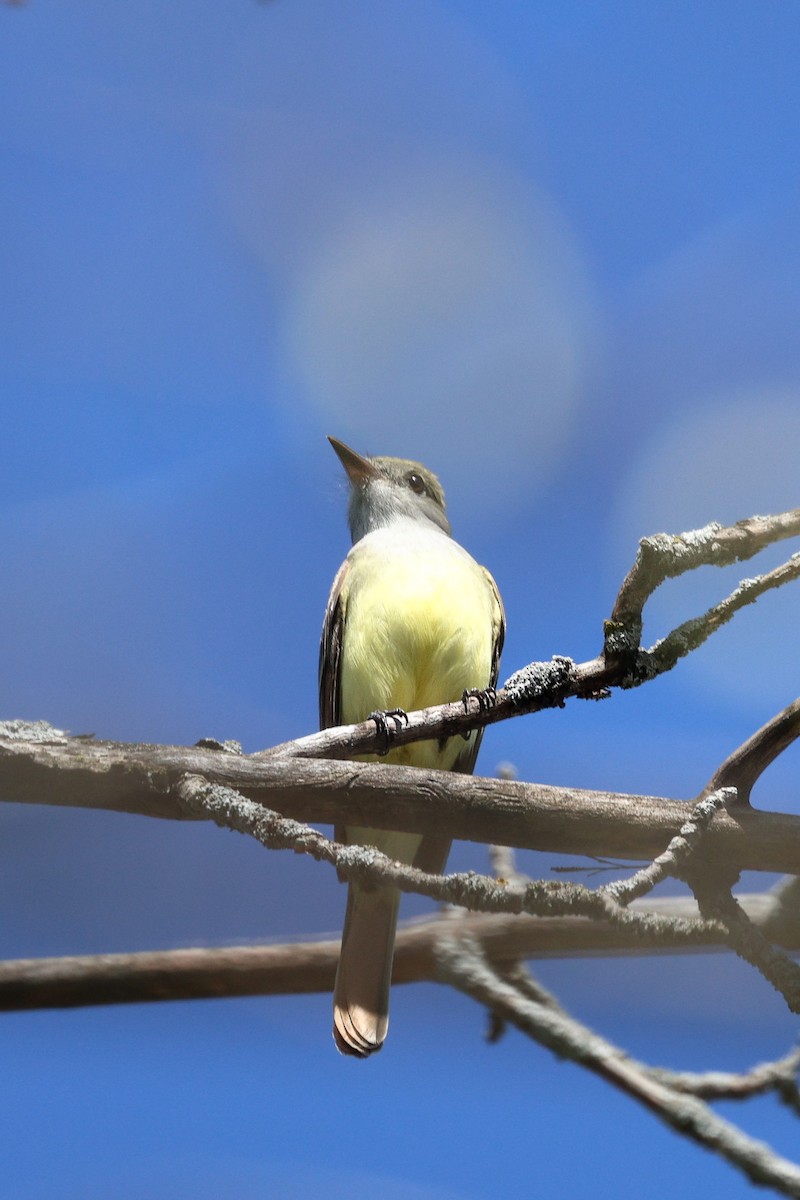 Great Crested Flycatcher - ML618629024