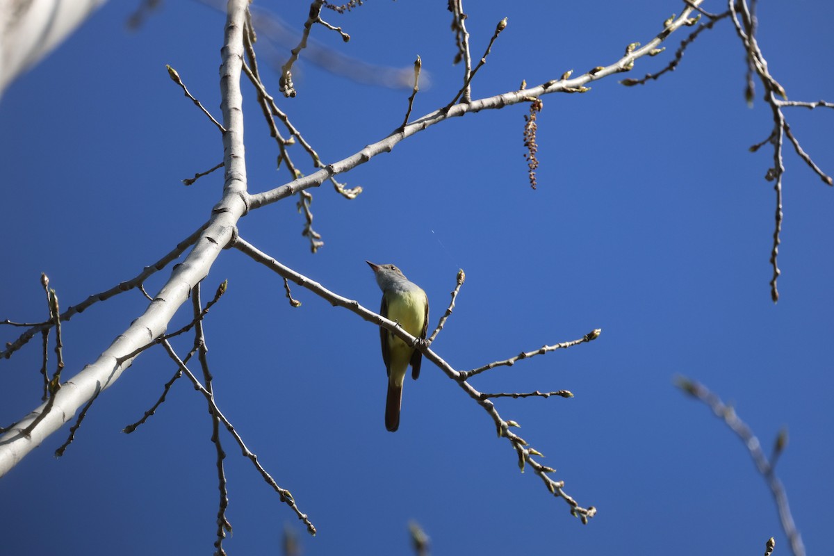 Great Crested Flycatcher - ML618629025