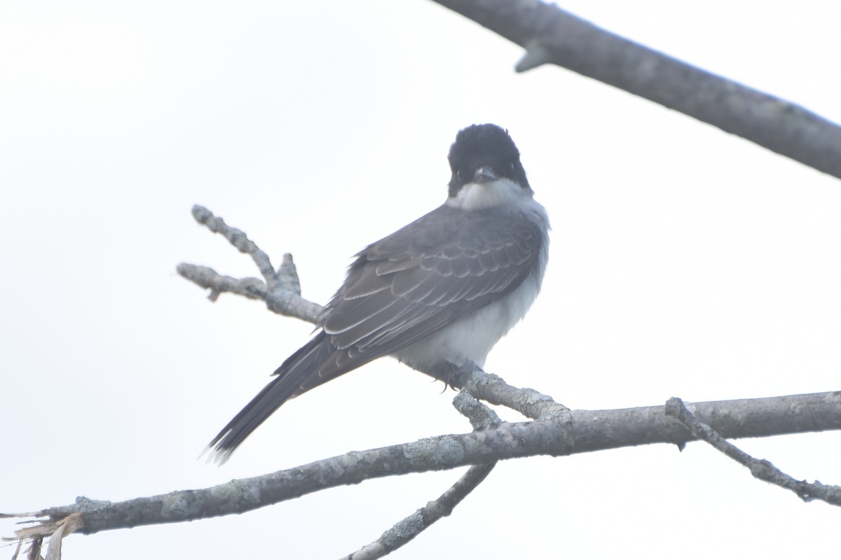 Eastern Kingbird - stephen johnson  🦜