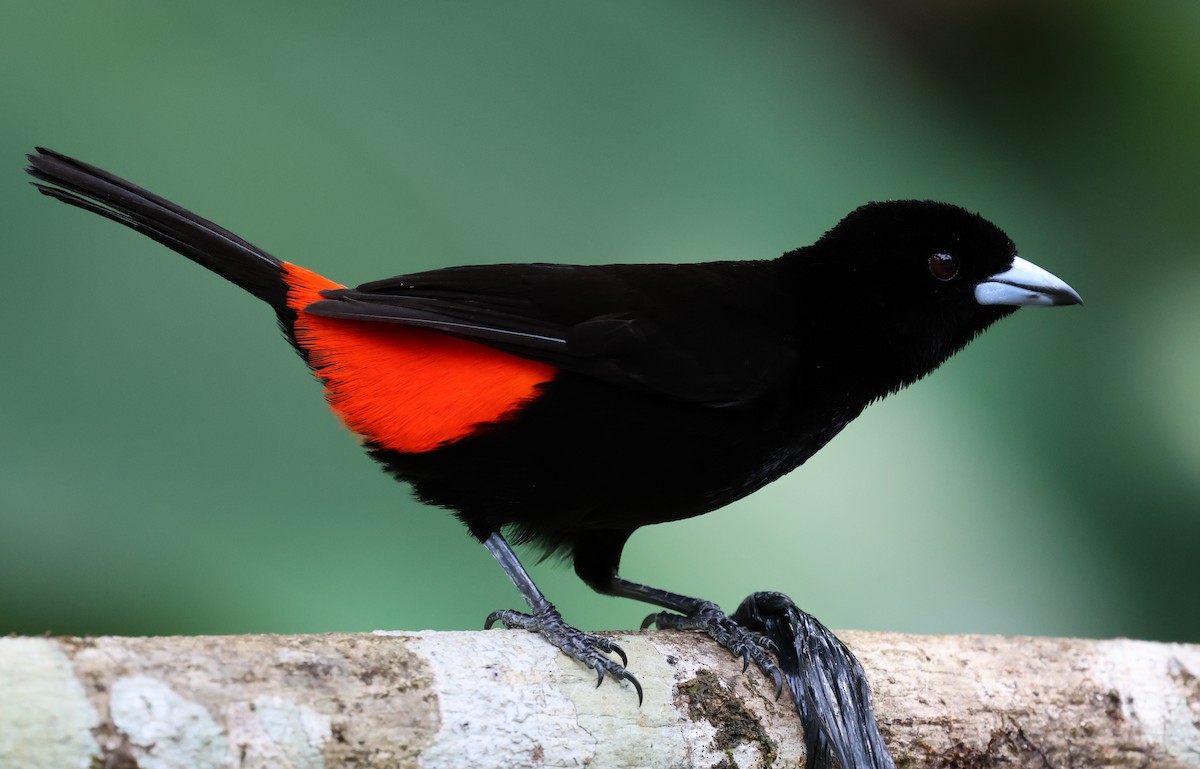 Scarlet-rumped Tanager - ML618629029