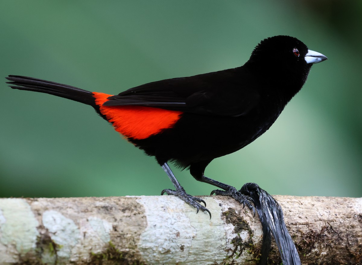 Scarlet-rumped Tanager - Sally Veach