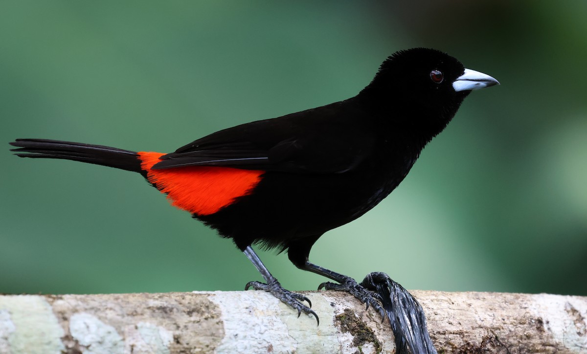 Scarlet-rumped Tanager - ML618629031