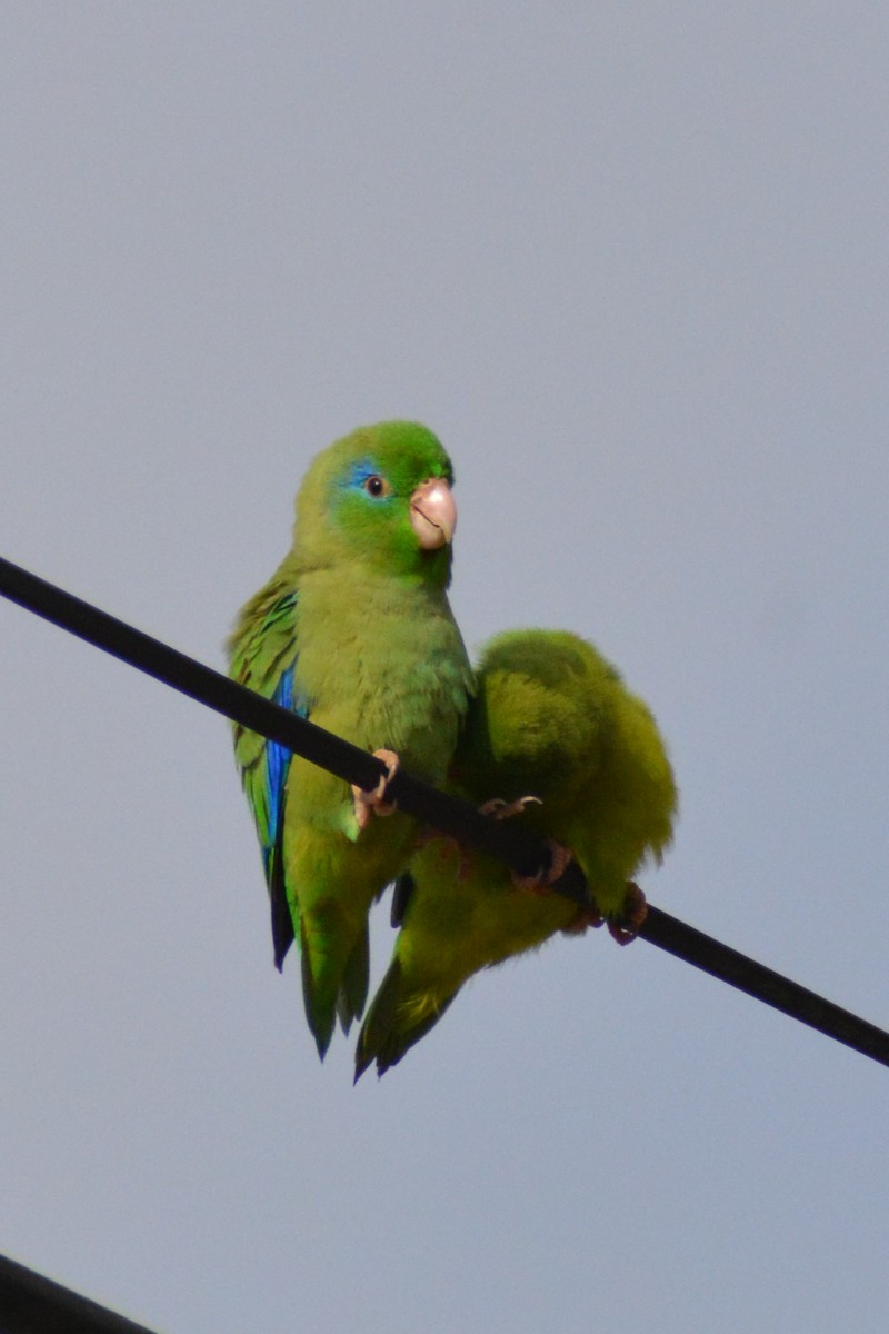 Spectacled Parrotlet - ML618629070