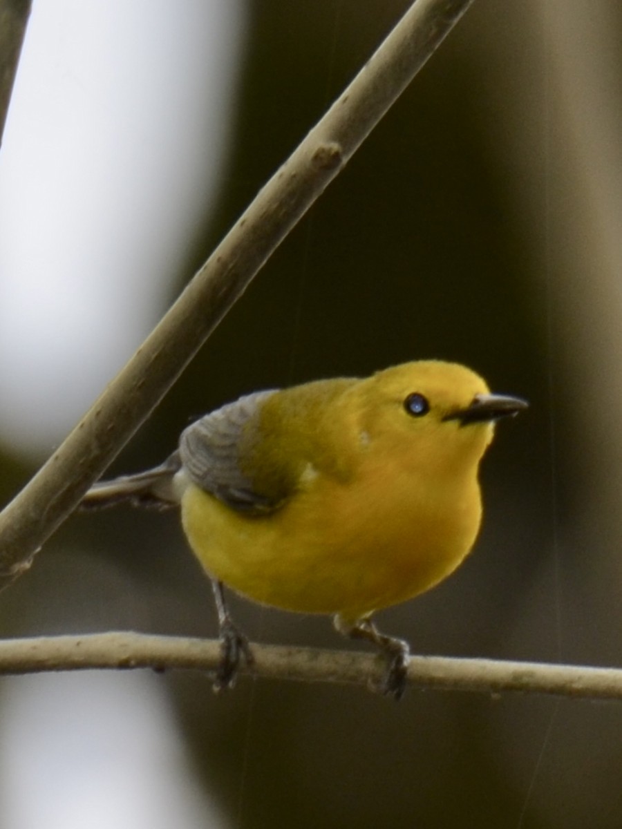 Prothonotary Warbler - ML618629106