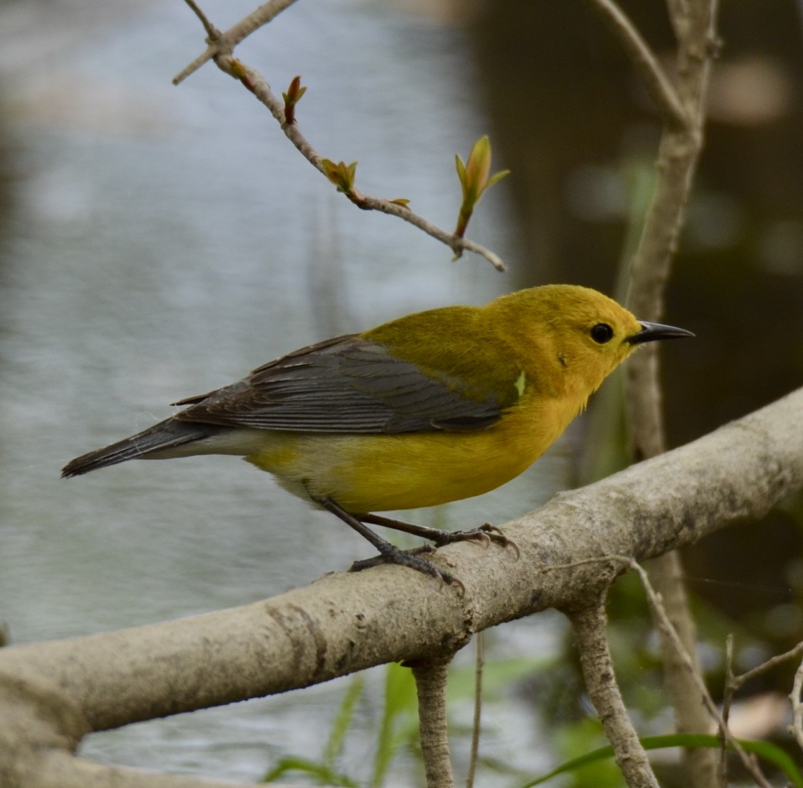 Prothonotary Warbler - ML618629107