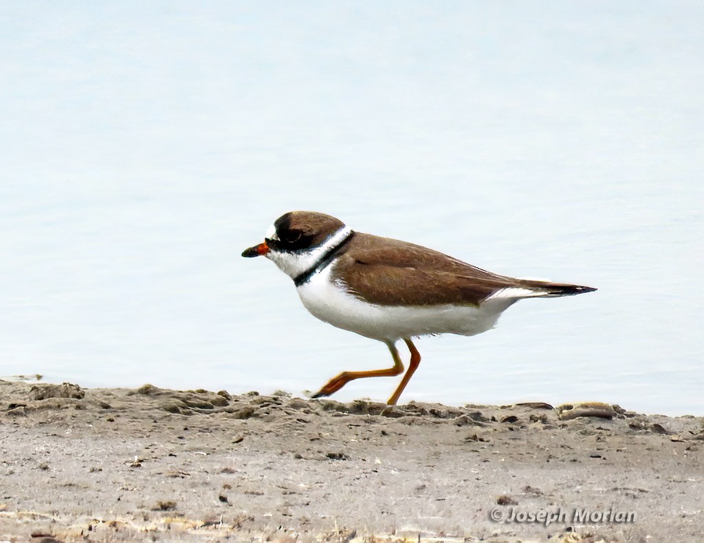 Semipalmated Plover - ML618629169