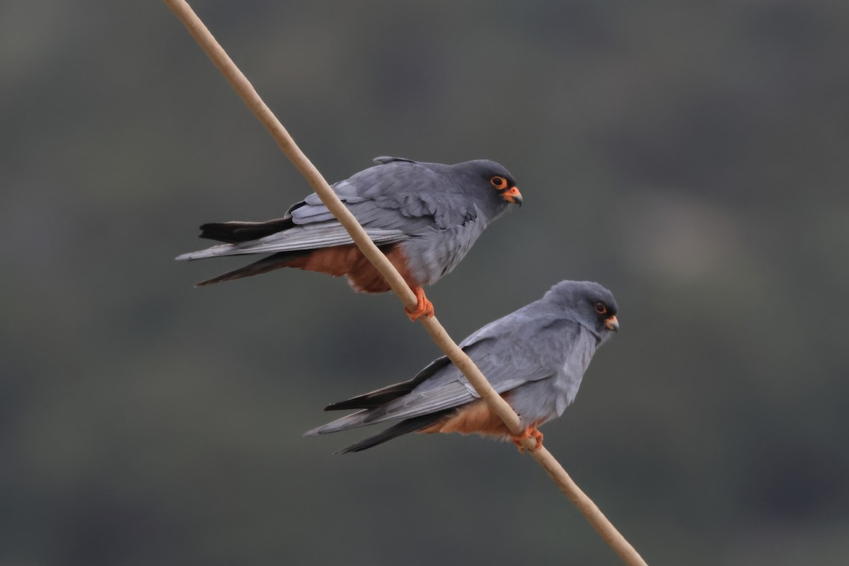Red-footed Falcon - Lefteris Stavrakas