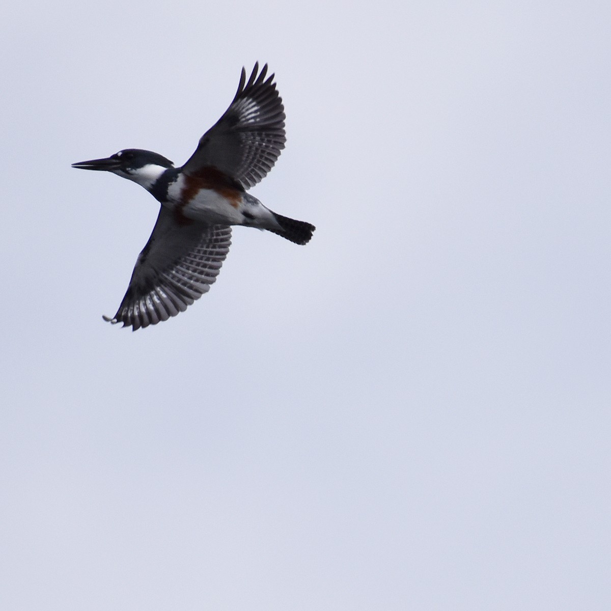 Belted Kingfisher - Laura  Wolf