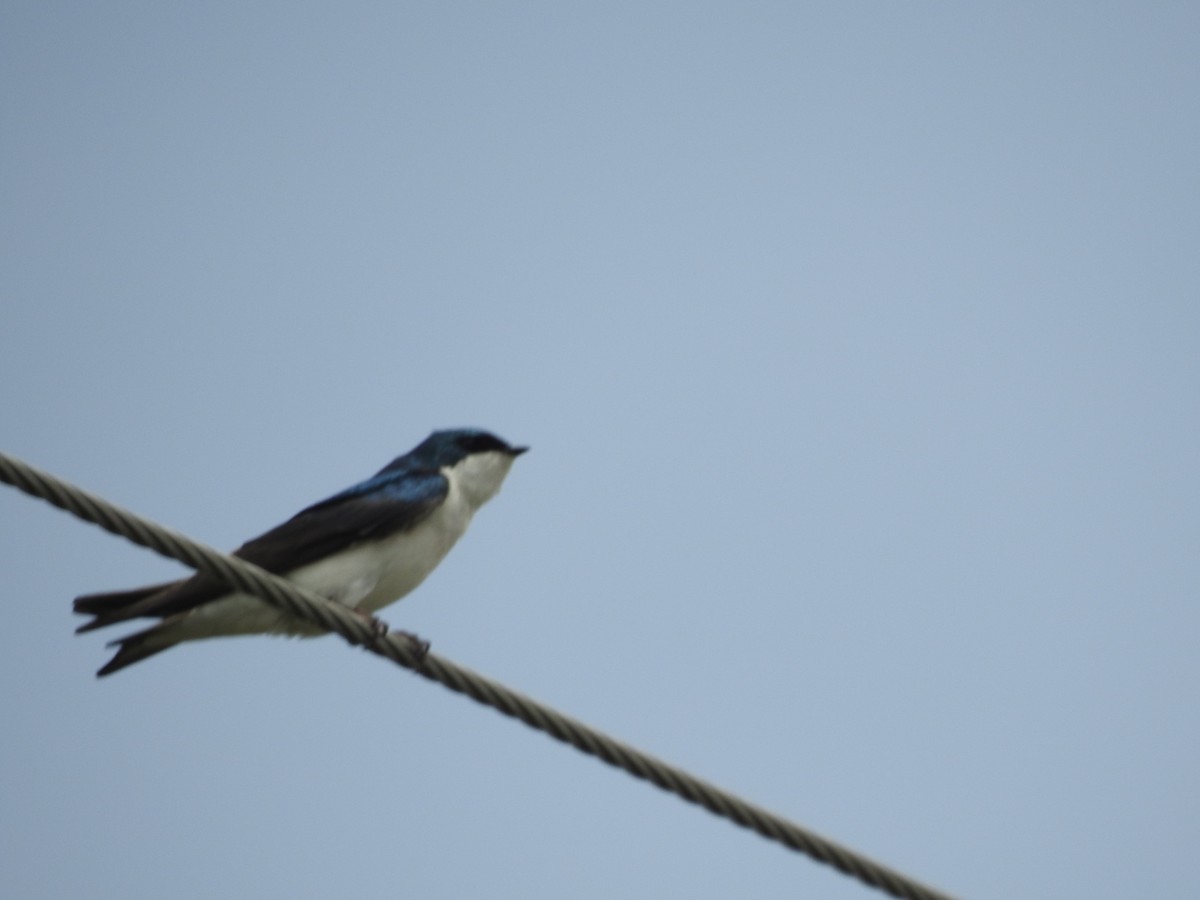 Tree Swallow - ML618629204
