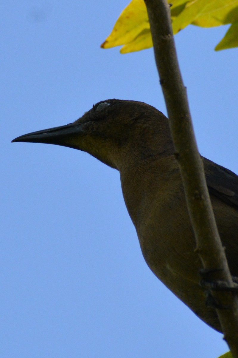 Great-tailed Grackle - ML618629222