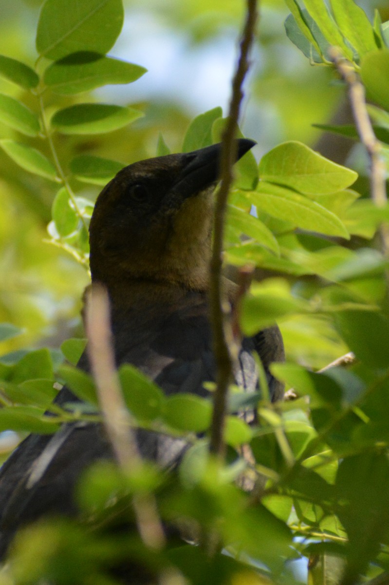 Great-tailed Grackle - ML618629223