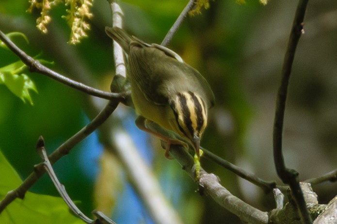 Worm-eating Warbler - Andrew W.