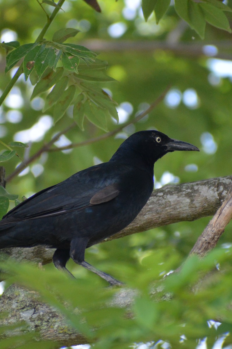 Great-tailed Grackle - ML618629268