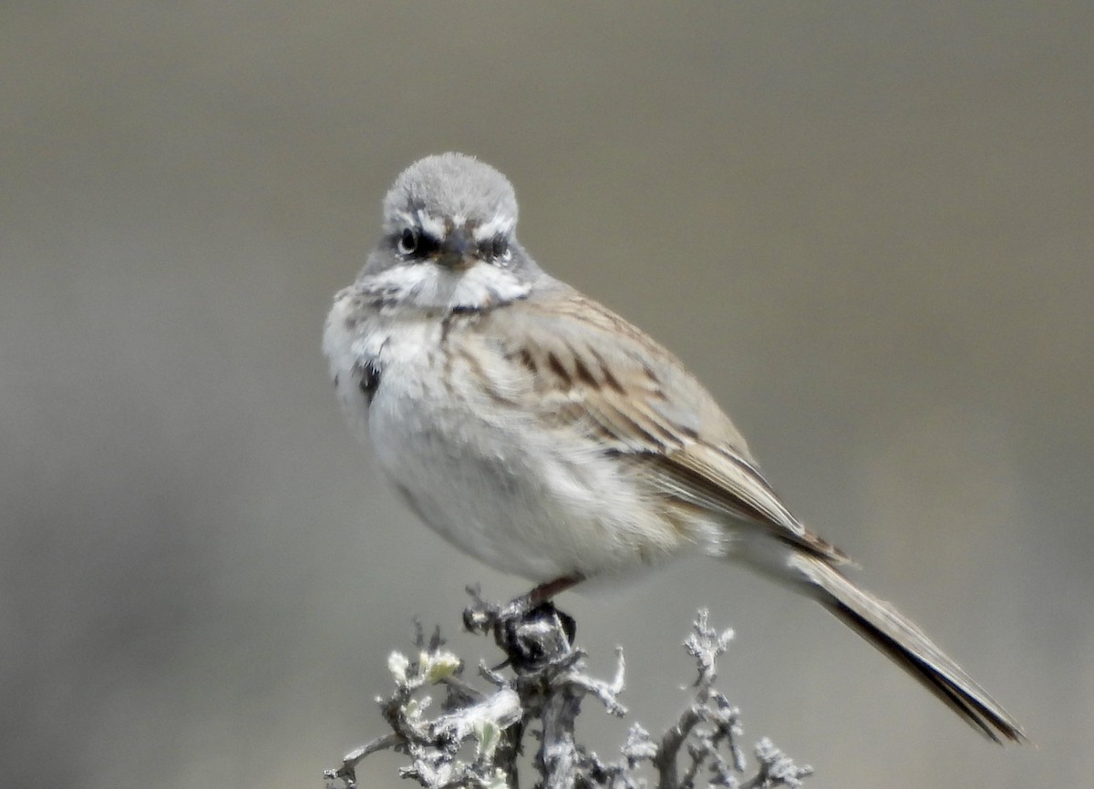 Sagebrush Sparrow - Kyle Strode