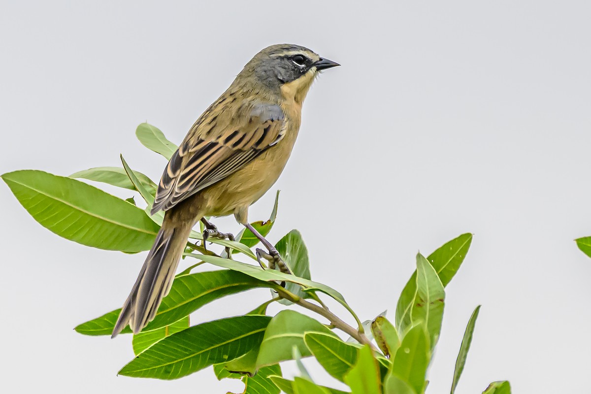 Long-tailed Reed Finch - ML618629330